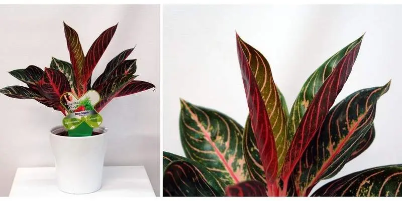 Аглаонема Д12 Н35 (кашпо стекло)