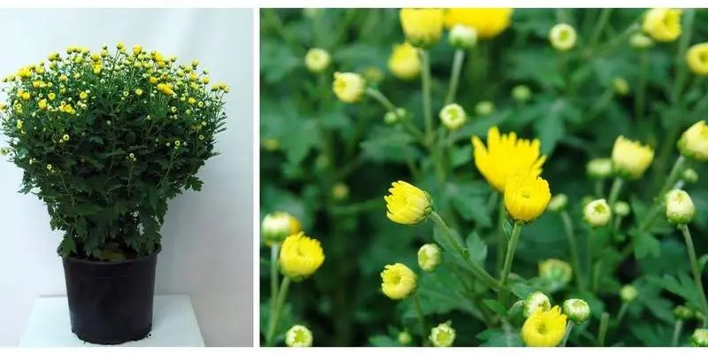 Хризантема Шар Д19 Н55