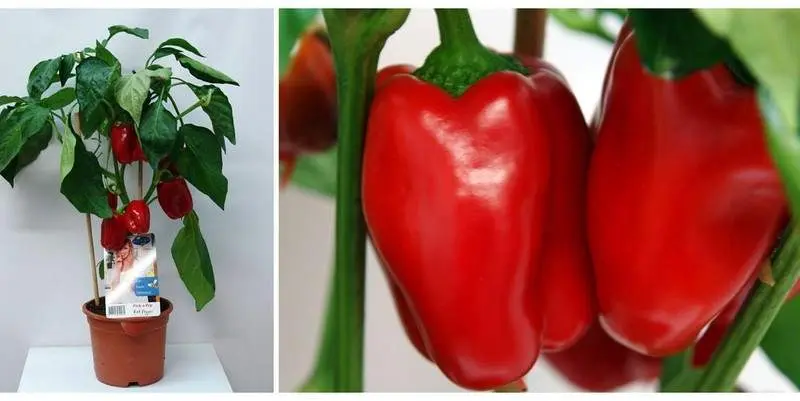 Паприка Красная Д15 Н45