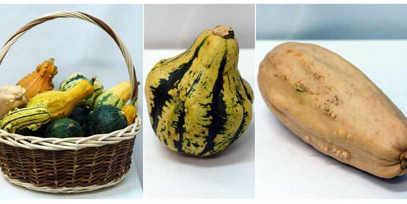 Куркубита Пепо Майя