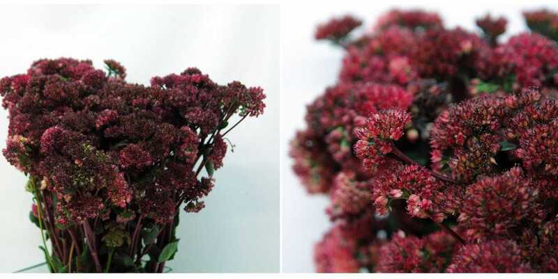 Седум Меджикал Лиззи