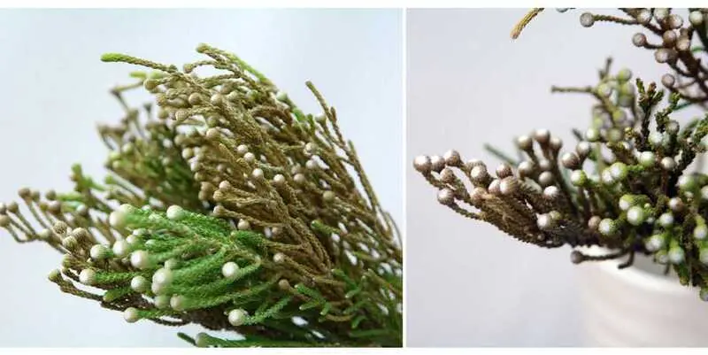 Бруния Сильвер Лаевис (40)