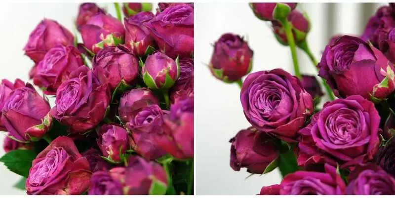 Сцентед Эйр (70)