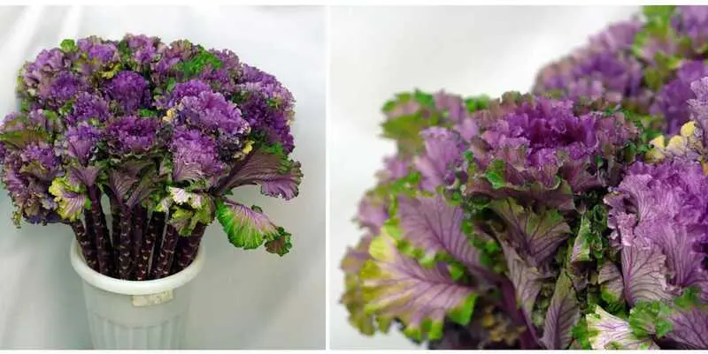 Брассика Фести Леди