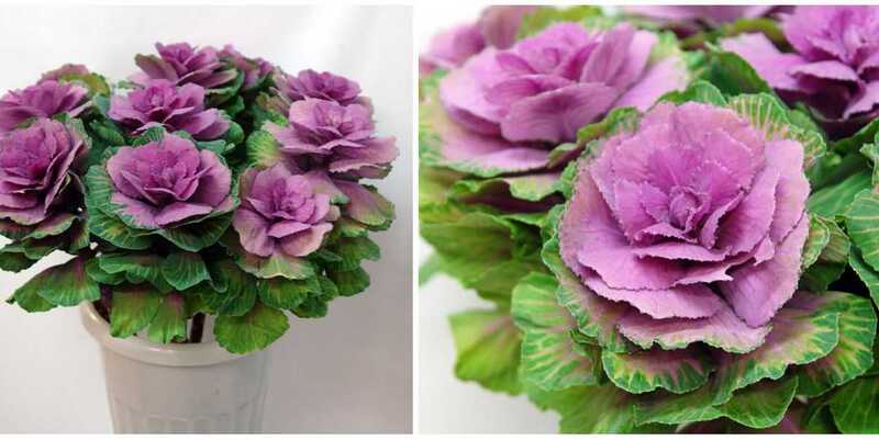 Брассика Ред Крейн