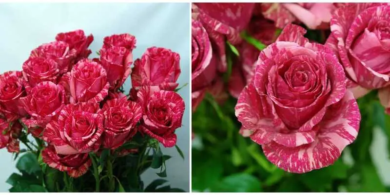 Пинк Интуишн (70)