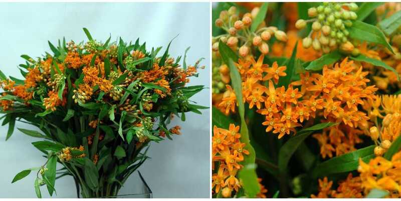 Асклепия Тубероза