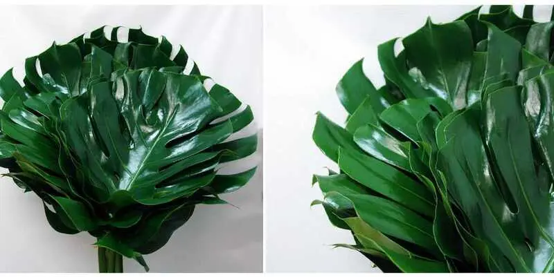 Листья Монстера