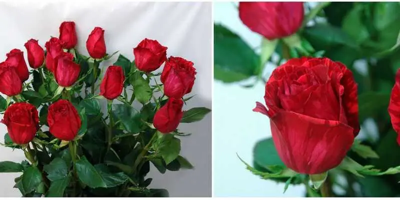 Ред Интуишн (80)