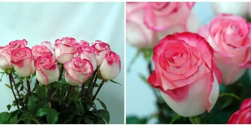 Хай энд Кэнди (70)