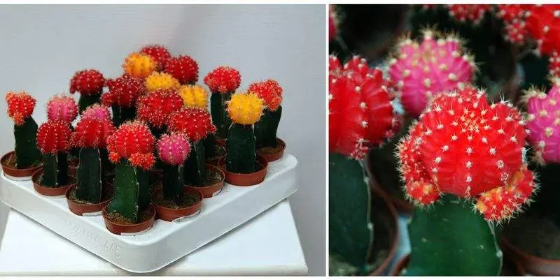 Гимнокалициум Михановичи Д5 Н15