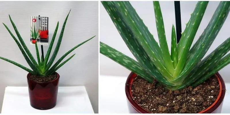 Алоэ Вера Д10