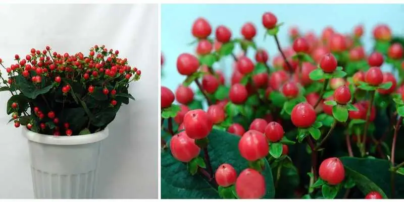 Гиперикум Калипсо