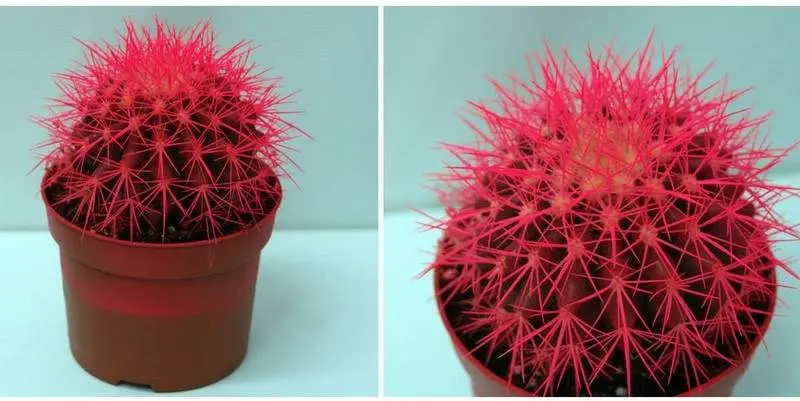 Эхинокактус Грузони Д12 Н15